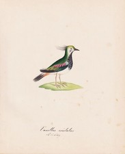 Kiebitz Northern lapwing