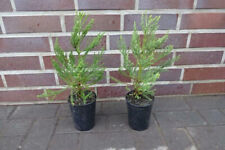 3st. Mammutbaum 40-60cm