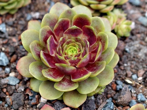 Sempervivum drop rockoon - "drop, rockoon"