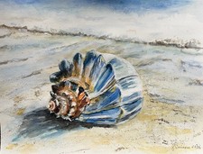 Original, Aquarell, Muschel am