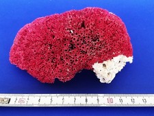 Rote Orgelpfeifen-Koralle