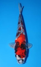13" JAPANESE SHOWA KOI