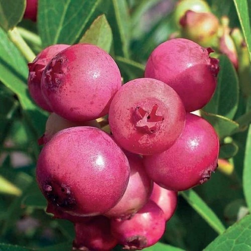 Amerikanische heidelbeere pink - amerikanische,
