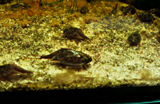 Triops cancriformis - triops,