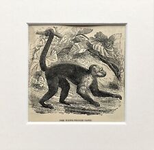 KAPUZINERAFFE Druck - um 1880 montiert antiker s/w Holzstich