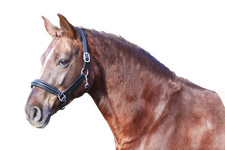 Euroriding Halfter Nancy