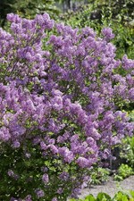 Syringa meyeri 'Lillifee' ®, Zwergflieder, lila, 30–40 cm