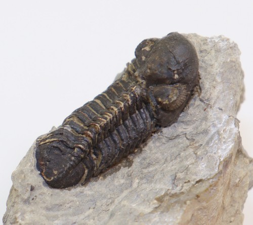 Trilobit liolophops - trilobit,,