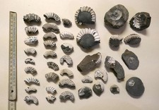 Fossilienfragmente Ammoniten -