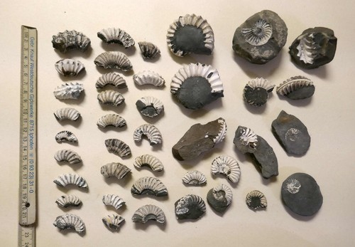 Fossilienfragmente ammoniten - fossilienfragmente,
