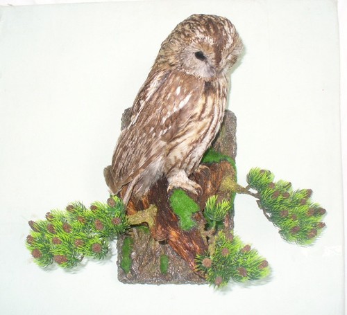 Diorama mit einem waldkauz - diorama,