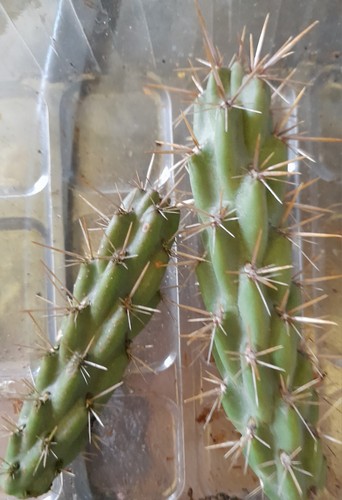 Stecklinge cylindropuntia - 2,