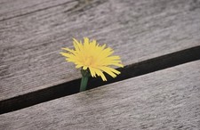 Foto Auf Leinwand Blume Bild