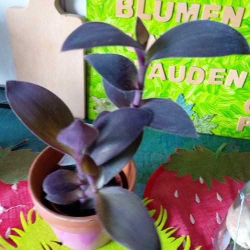Tradescantia purple heart - purple,