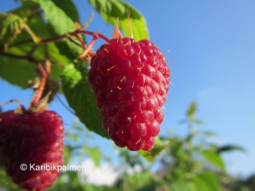 Riesen himbeere naschmich - himbeere, 'naschmich®'