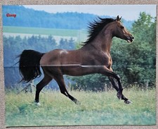 Poster Bild Pferdeposter Pferde Conny Pferd/Pfau