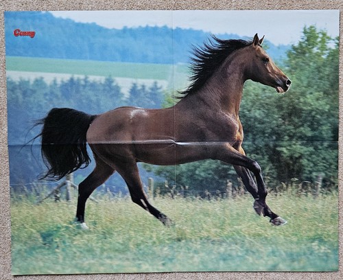 Poster bild pferdeposter - poster,