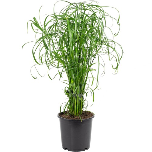 Zyperngras cyperus - zyperngras,
