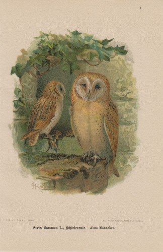 Schleiereule tyto alba eule - ,