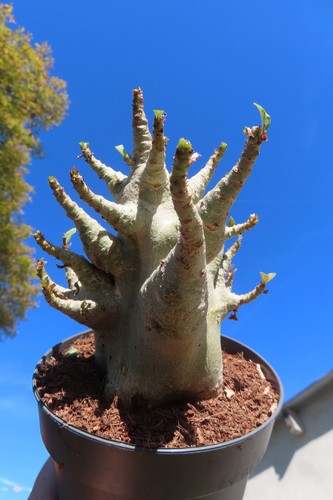 Adenium obesum wüstenrose - obesum,
