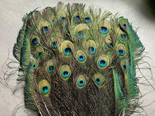 31 Federn Augen- und