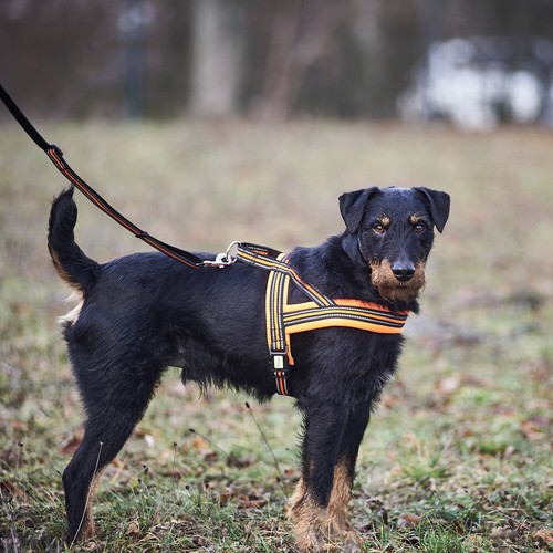 Heim hundegeschirr signal - heim,