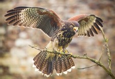 3D Postkarte Wüstenbussard Tier Motiv Wackel Hologramm Karte Souvenir