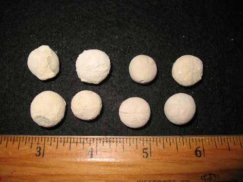 Kreide echinoide seeigel - echinoide,