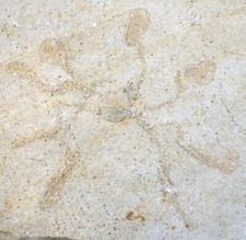 Malm  Saccocoma tenella