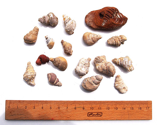 Fossile schneckengehäuse aus - schneckengehäuse,