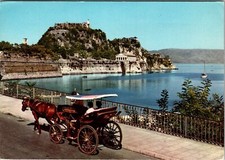 Continental postcard horse - postcard,