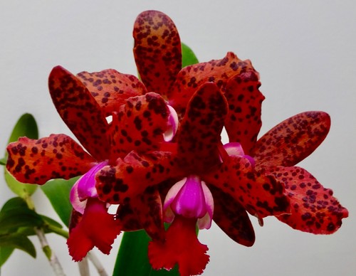 Cattleya hybride lava - cattleya, ,lava