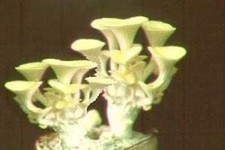 Limonenpilz / schnellwüchsige