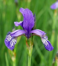 Sibirische Schwertlilie, Iris sibirica, blau, 30 Samenkörner