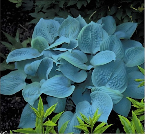 Hosta plantaginea - 1,