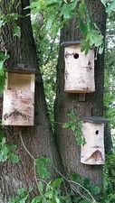 Meisenhöhlen, Nistkasten, Nisthilfe, Nisthöhle, Birke, Meisennest, Meise