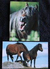 2 Postkarten Dartmoor,Pony,Ponys,Pferd,Pferde,Pferdepostkarte,AK,Ansichtskarte