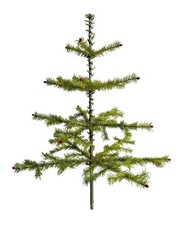 Gansfederbaum federbaum - /,