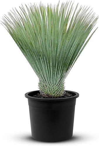 Tropictrees palme yucca - -,