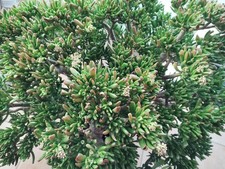 Crassula Gollum Sukkulente