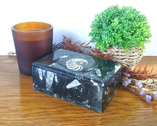 Rechteckiger Goniatit Ammonit