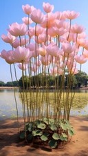 SF 1235XV Liriodendron