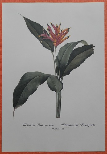 Heliconia psittacorum