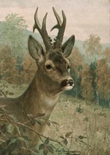 Jagdbild Rehbock II von
