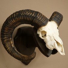 Mufflon (Ovis gmelini musimon)
