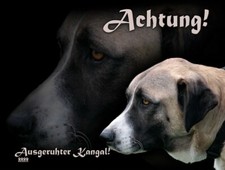 Kangal anatolischer hirtenhund - anatolischer,