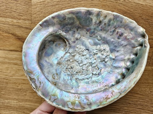 Xxl abalone muschel perlmutt - xxl,