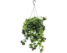 Schamblumen-Ampel FloraSelf Aeschynanthus lobbianus 'Mona Lisa' H 40-55 cm Ø 15 