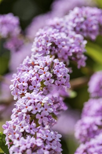 Buddleja alternifolia