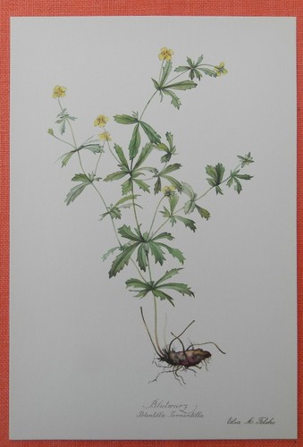 Blutwurz potentilla - blutwurz,